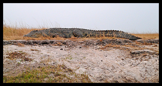 crocodile
